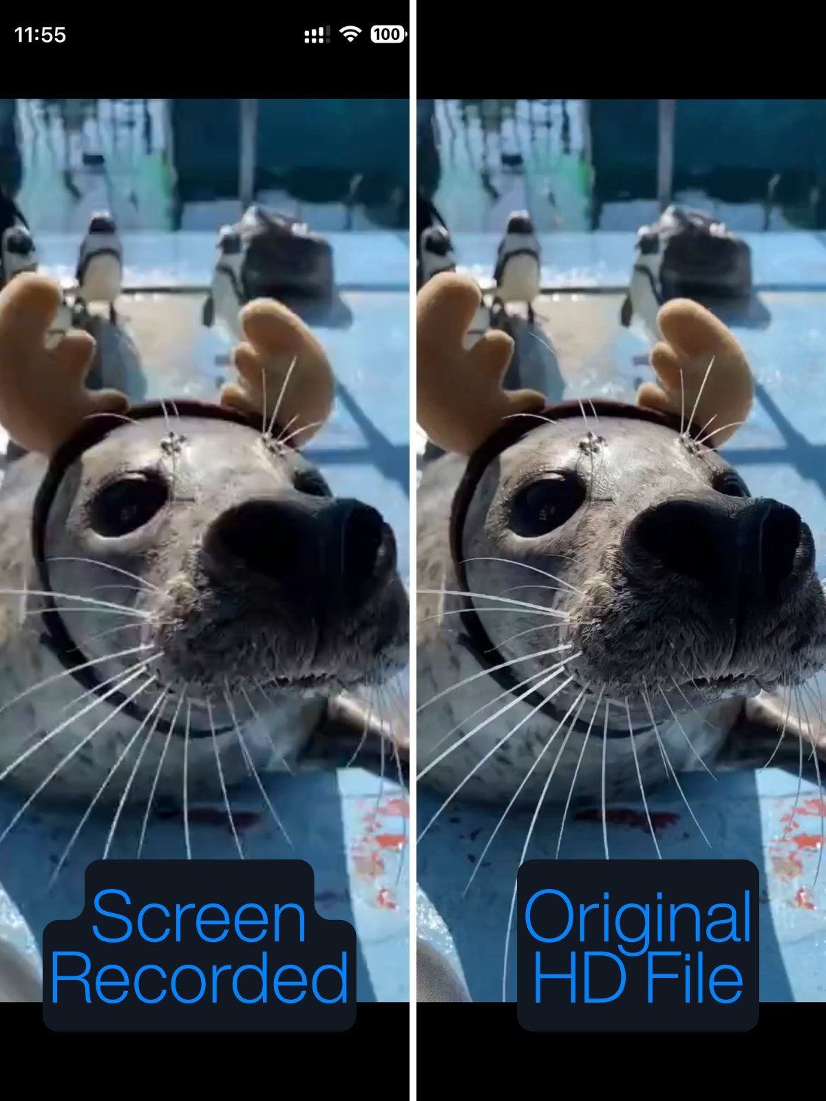 Comparison of screen recorded Bluesky video versus original HD download quality